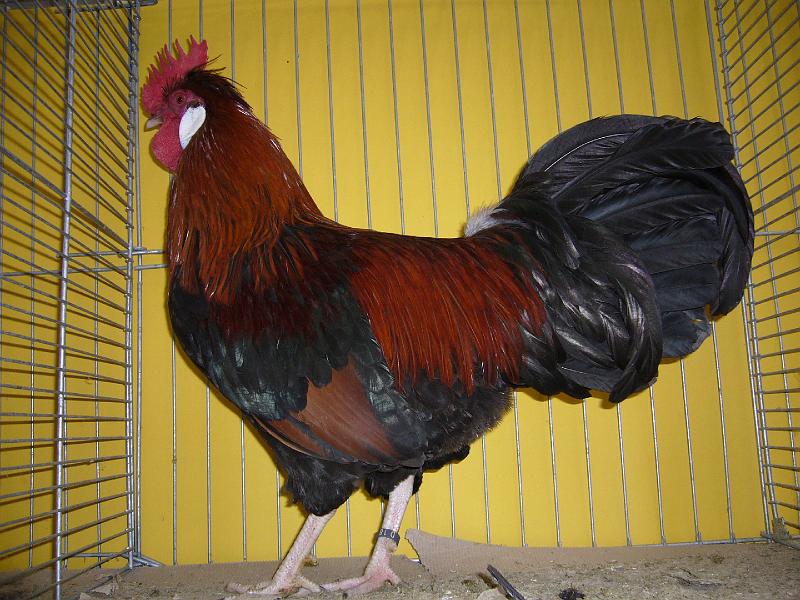 Hannover 2008 207.jpg - Altsteirer wildbraun von Norbert Nöll  Preis sg 94 SE